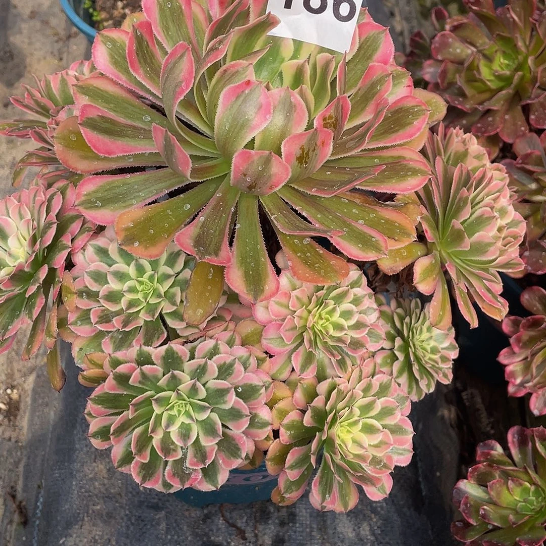 多肉法师186号粉铜发货不包损