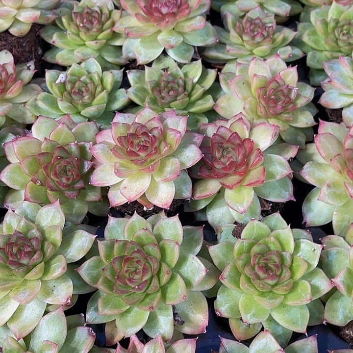 小大女王1元带土发货