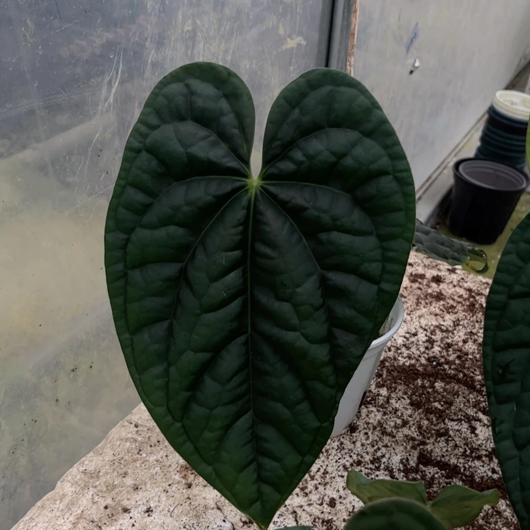 b***E完全开放奢华杂papi