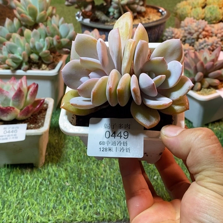 0449啊啊啊啊啊啊啊啊啊啊