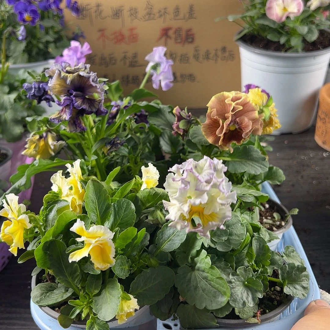 大部分花苞少量开放138号