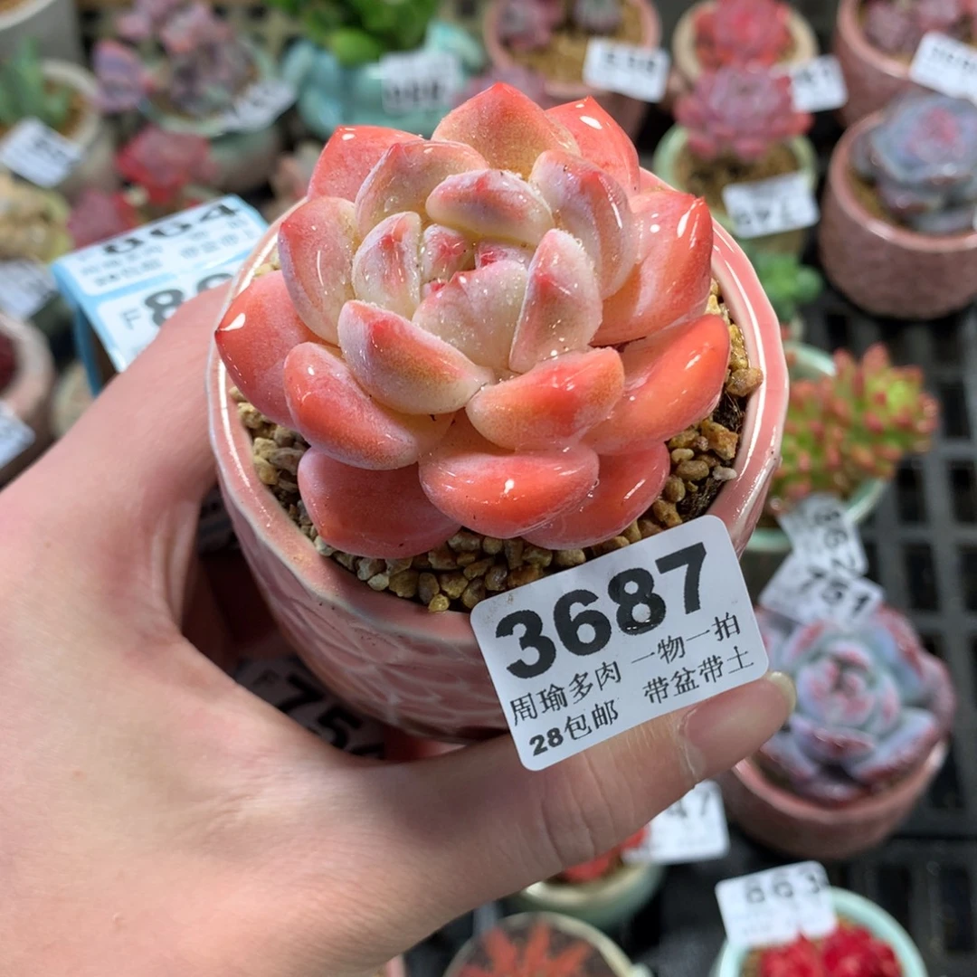 5厘米盆精控多肉3687