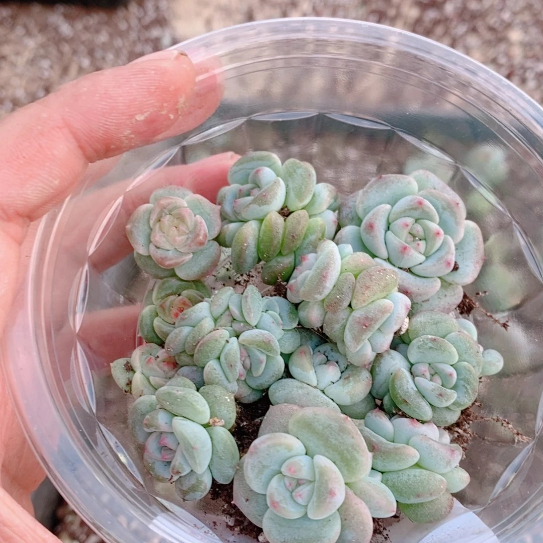 多肉植物精品切糕B329