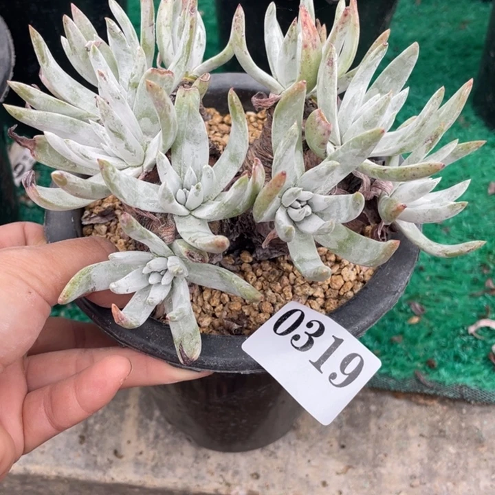 319号雪花多肉植物