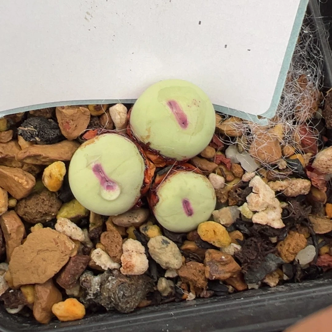 14-21肉锥多肉植物，