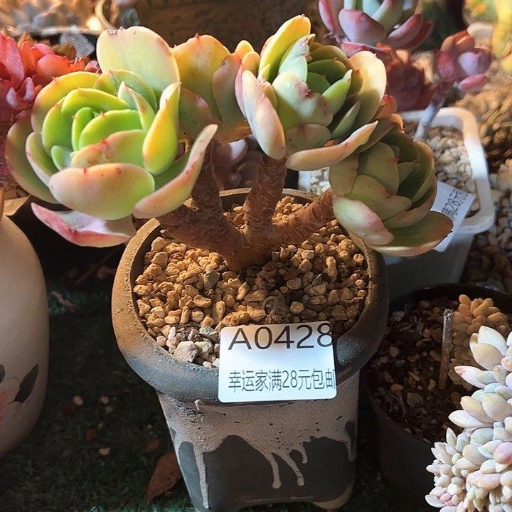 幸运的是我的朋友们都