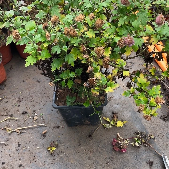 冷***儿无花朵30菊花菊花菊花菊花