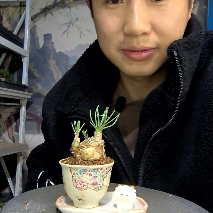 彦***忌中青园艺一物一拍花409