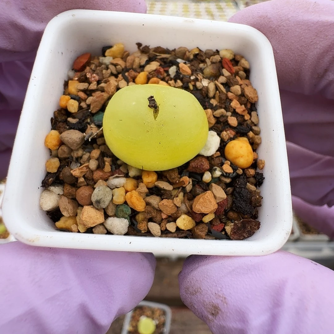 ****圈多肉植物福利拉登1118