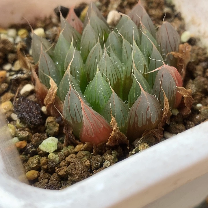 实生玉露一物一拍