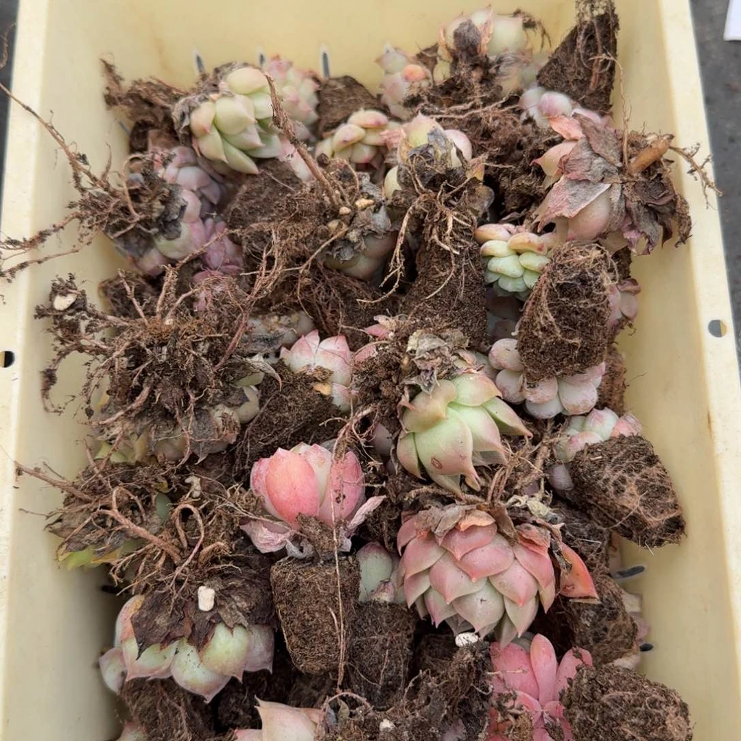 多肉阿胶一物一拍24-45