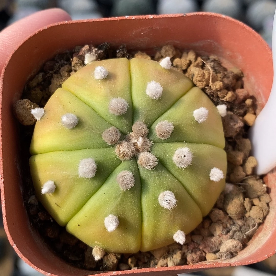 480黄体兜系列福利来
