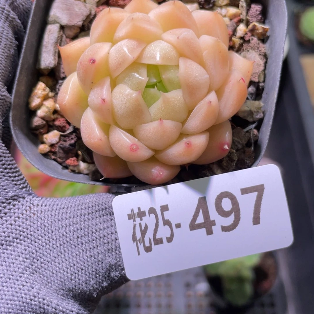 花利美25-497麦秆