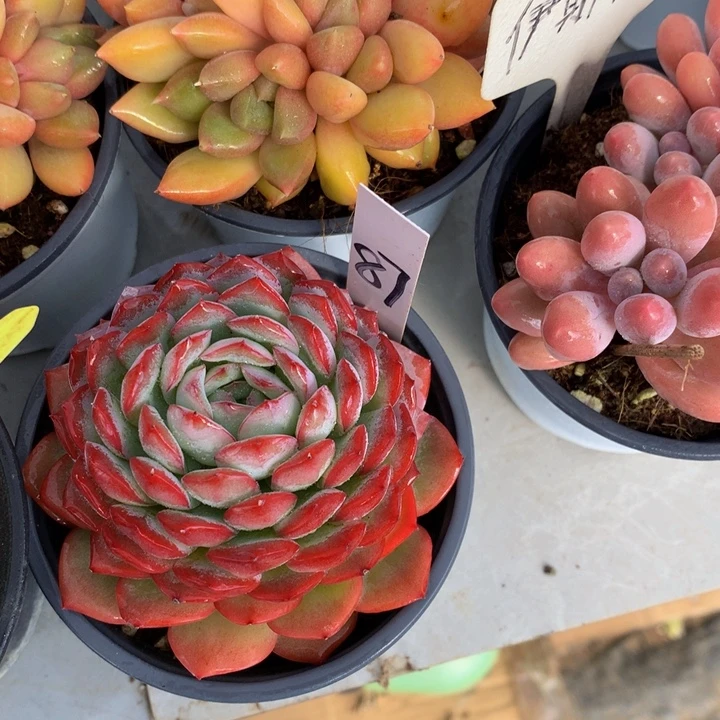 多体系和欧727273737