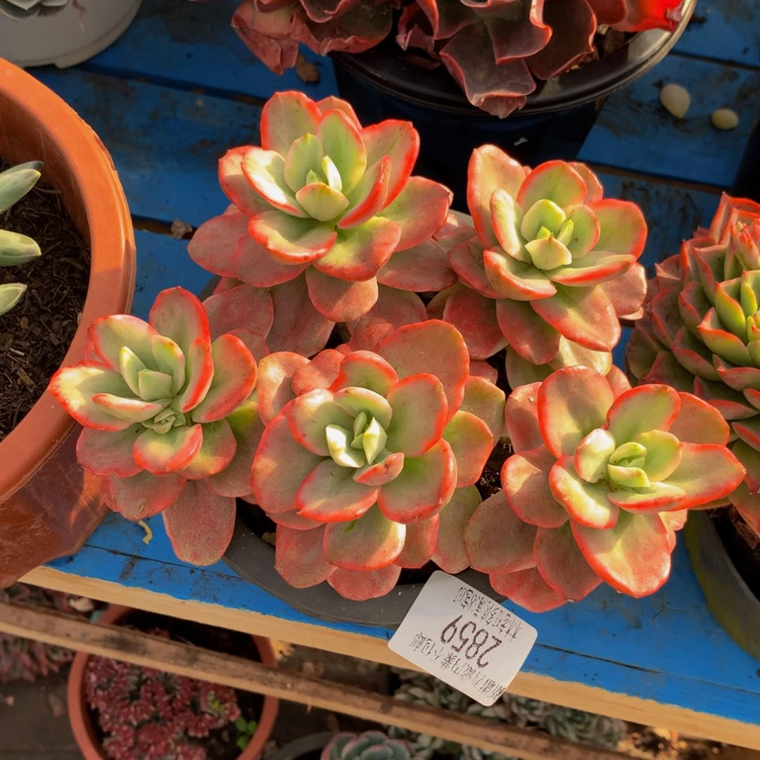 孟***?   红梅锦2859