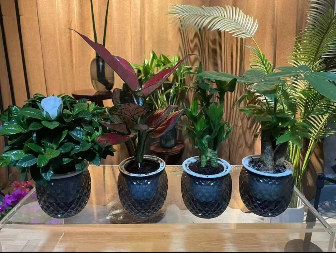 【新疆包邮】精品水培四件套室内绿植桌面绿植四季常青