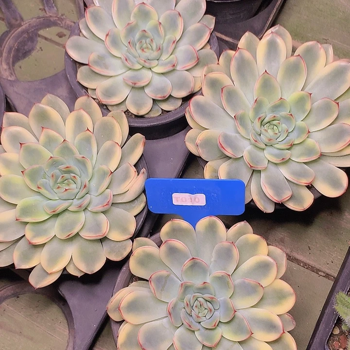 t010荷花锦单头脱土