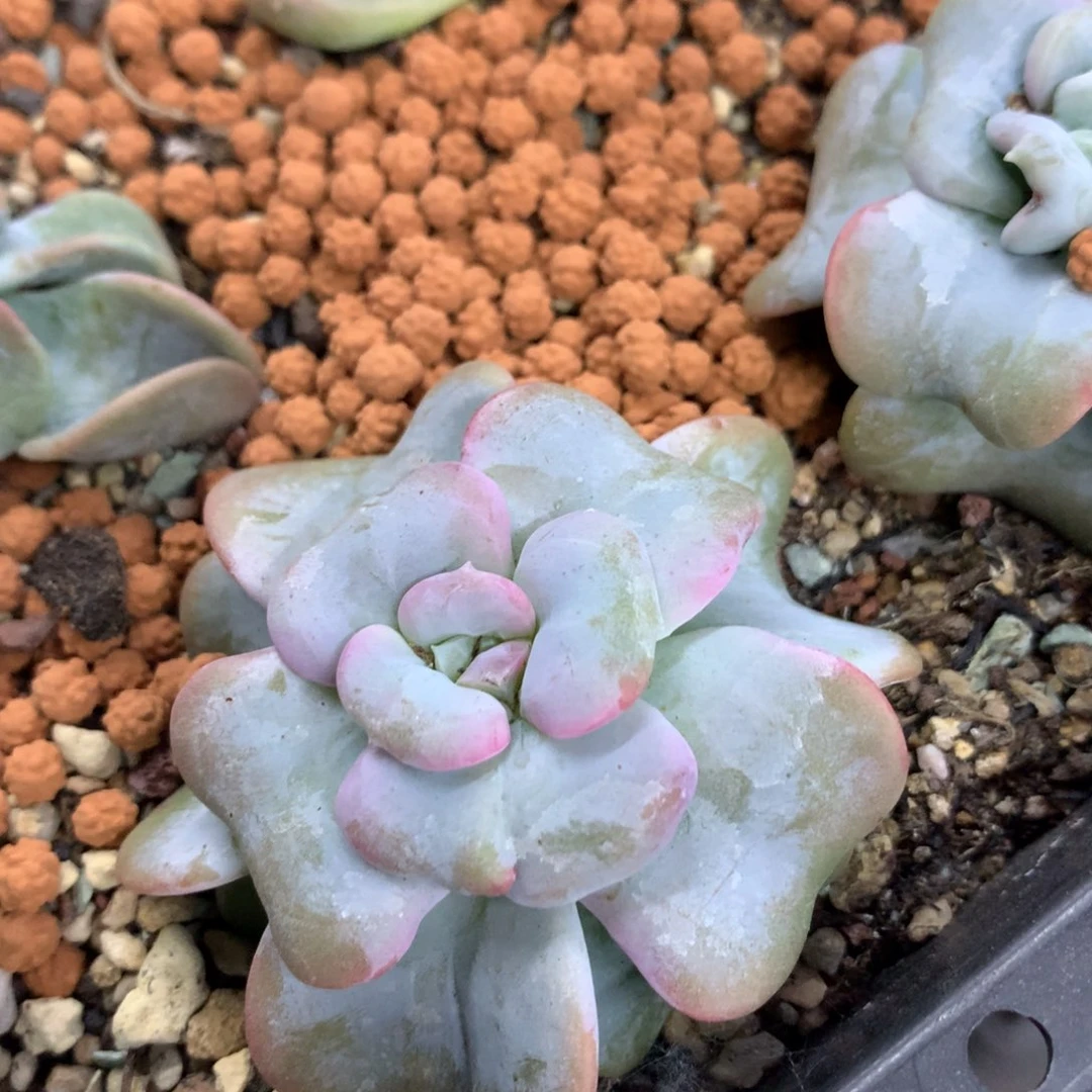 韩国爱的松多肉哦