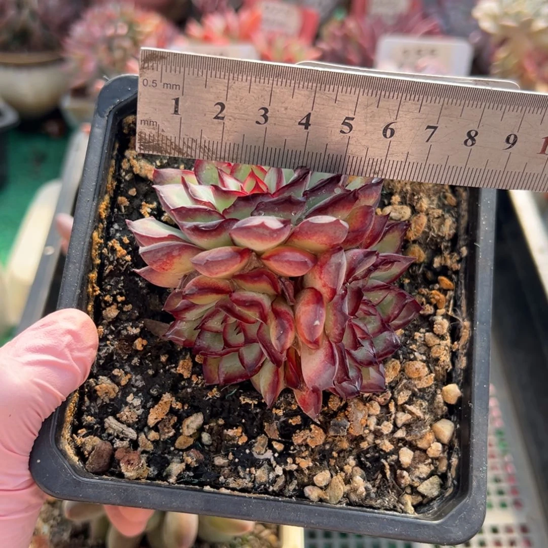 表妹精品多肉植物179.