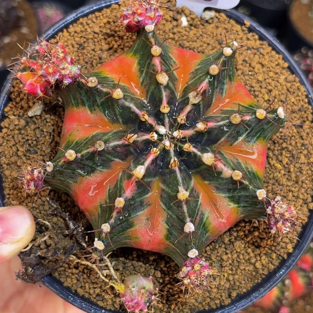 黄金屋 侧芽可出388一个 米哈仙人球