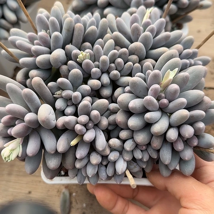 汤圆大群多肉一组