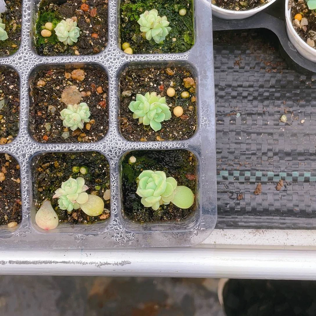 煊**吖隐藏 中苗盆一个满25包邮