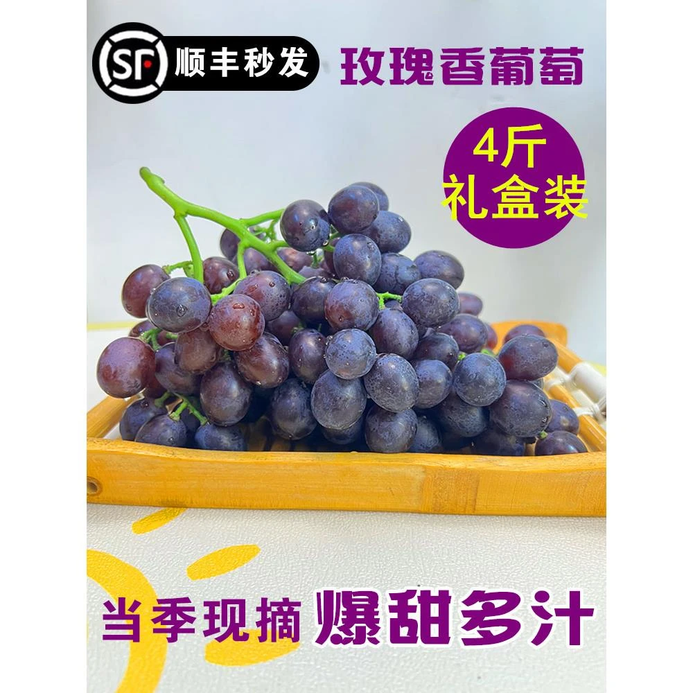 正宗山东大泽山玫瑰香葡萄新鲜水果现摘当季特产甜孕妇小葡萄顺丰