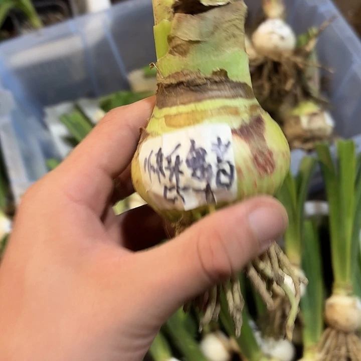 完全开放快乐舞者5.5-6