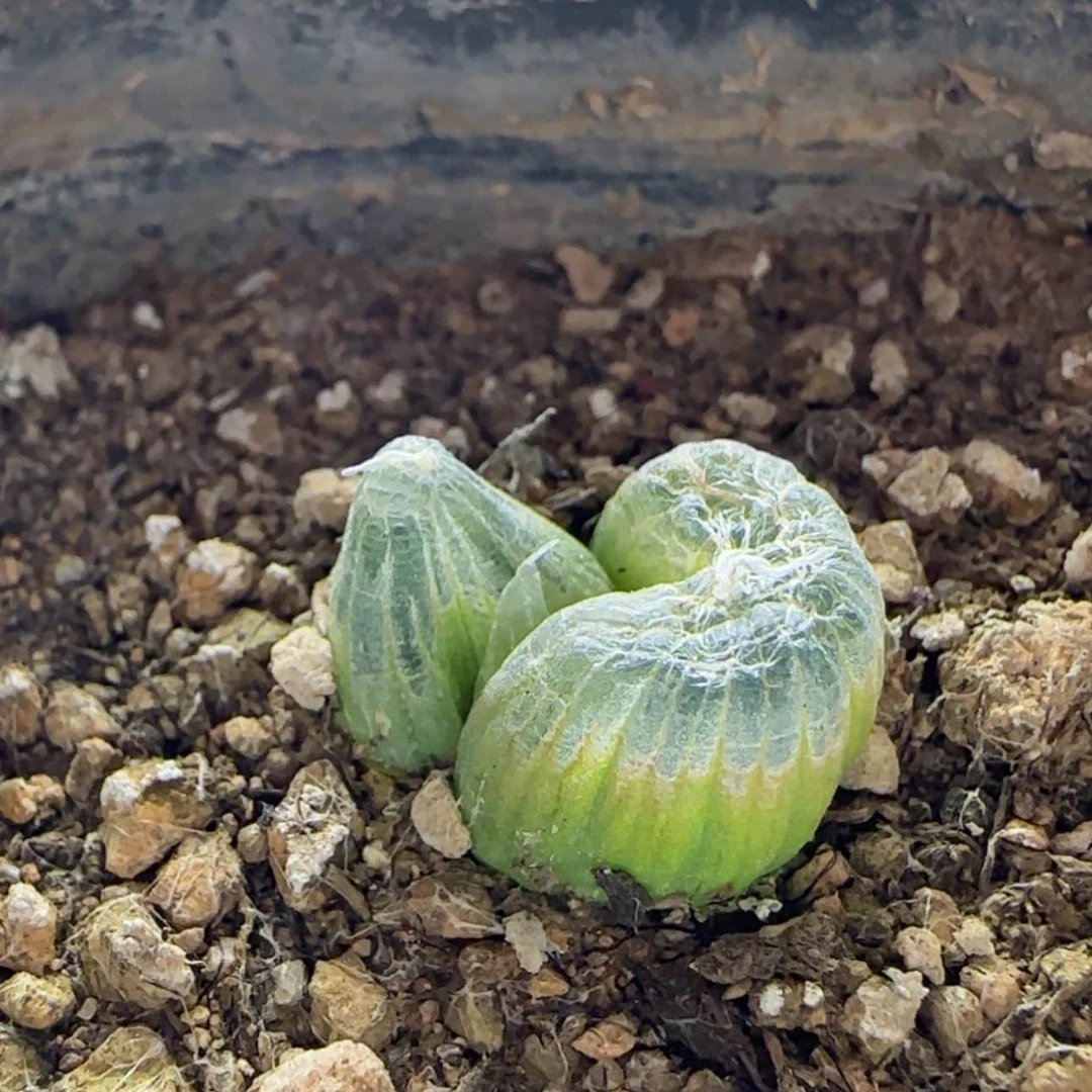 【闪购商品】1005翡翠块当天28包邮非偏远