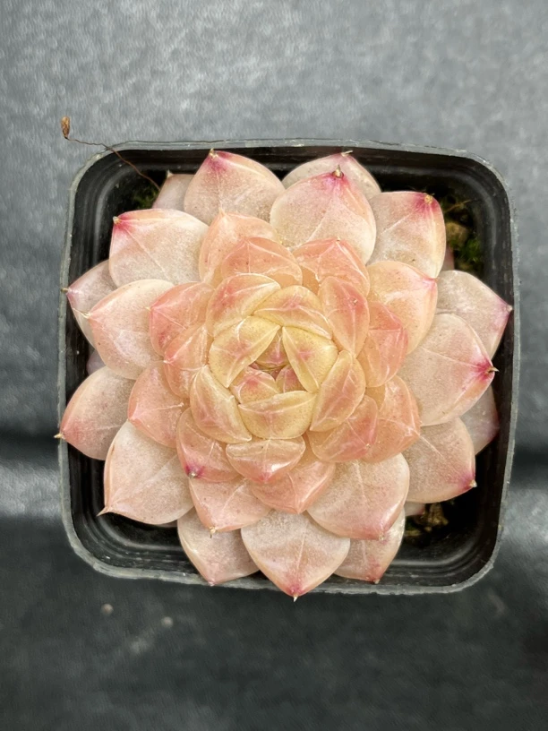 粉钻心珍妮多肉可拍