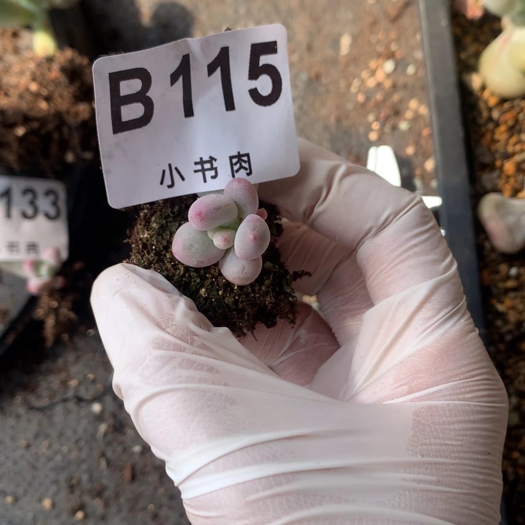 安***妞115 ，奶酪多肉彩虹奶酪