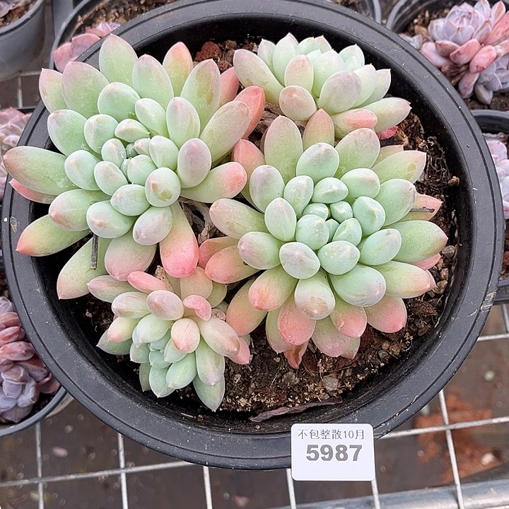 阿雅园艺。       5986奶糖