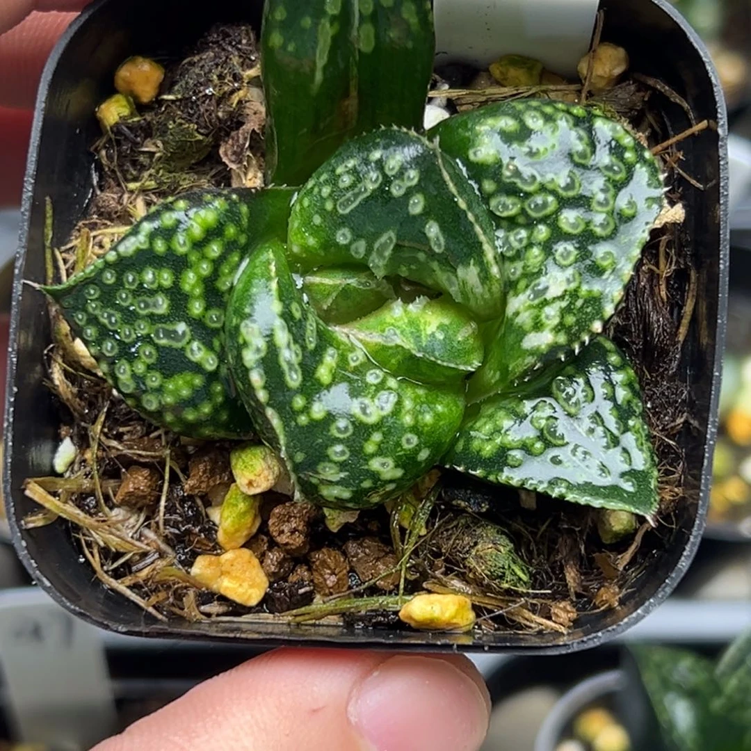 57紫禁城寿锦。。。。。。