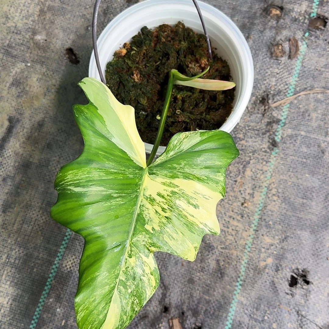 用***9不开花植物美人杂焦糖T5