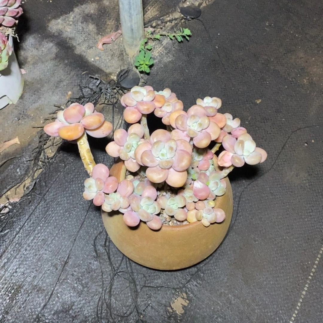 洛神一物一拍一物一拍