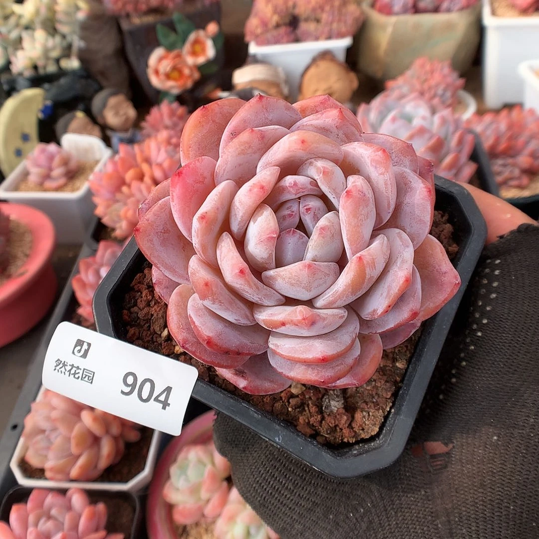 904糖心橙多肉植物6663