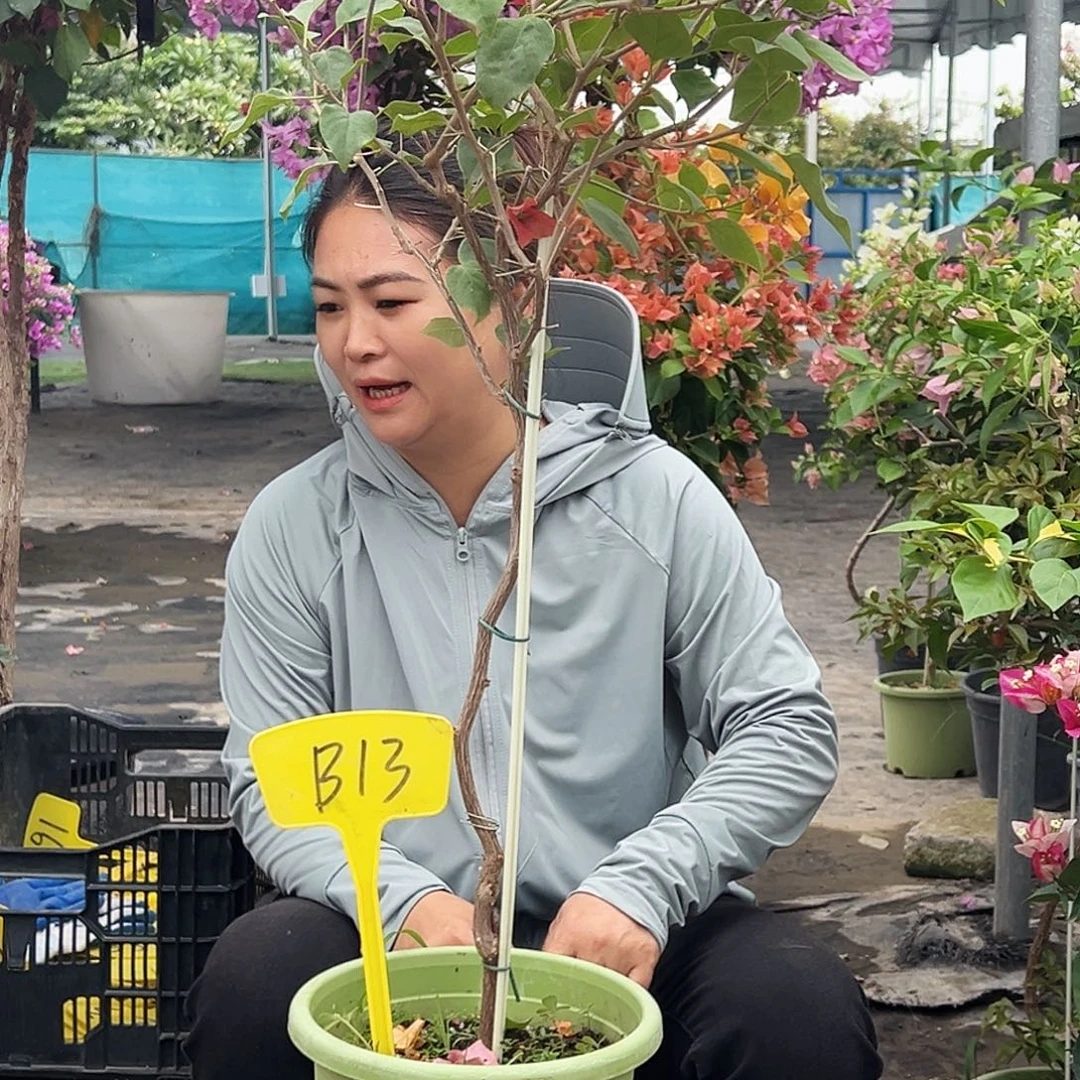 人***，大部分花苞少量开放B13金色光辉