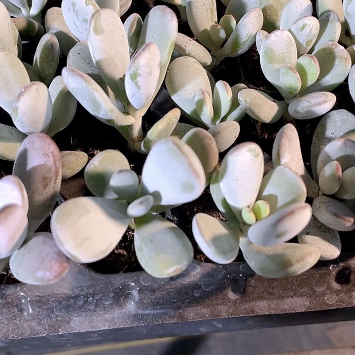 小乒乓1元带土发