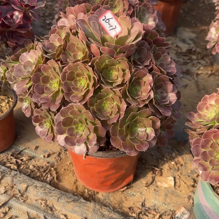 26-17荷兰多肉不包断肢