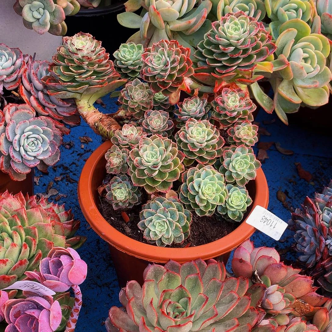 L***O    哈蜜瓜多肉11048