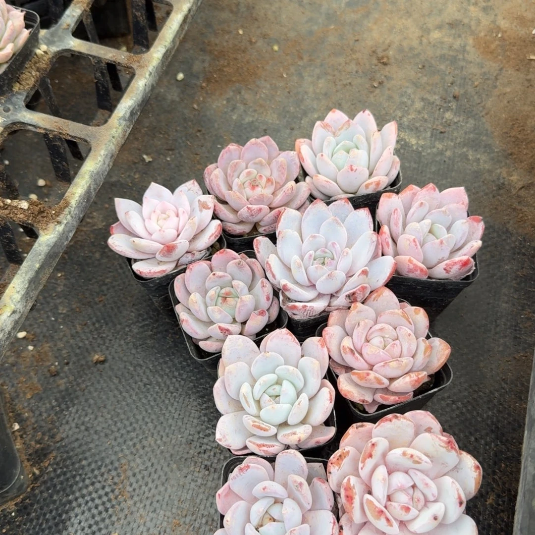 9-7满盆奶盖十棵量拍左八