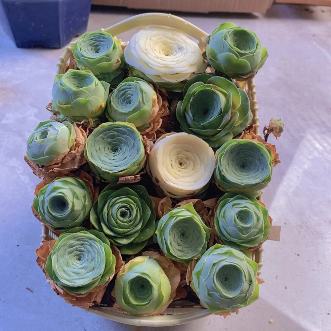 量拍。  02。 山地玫瑰18颗。 带花篮