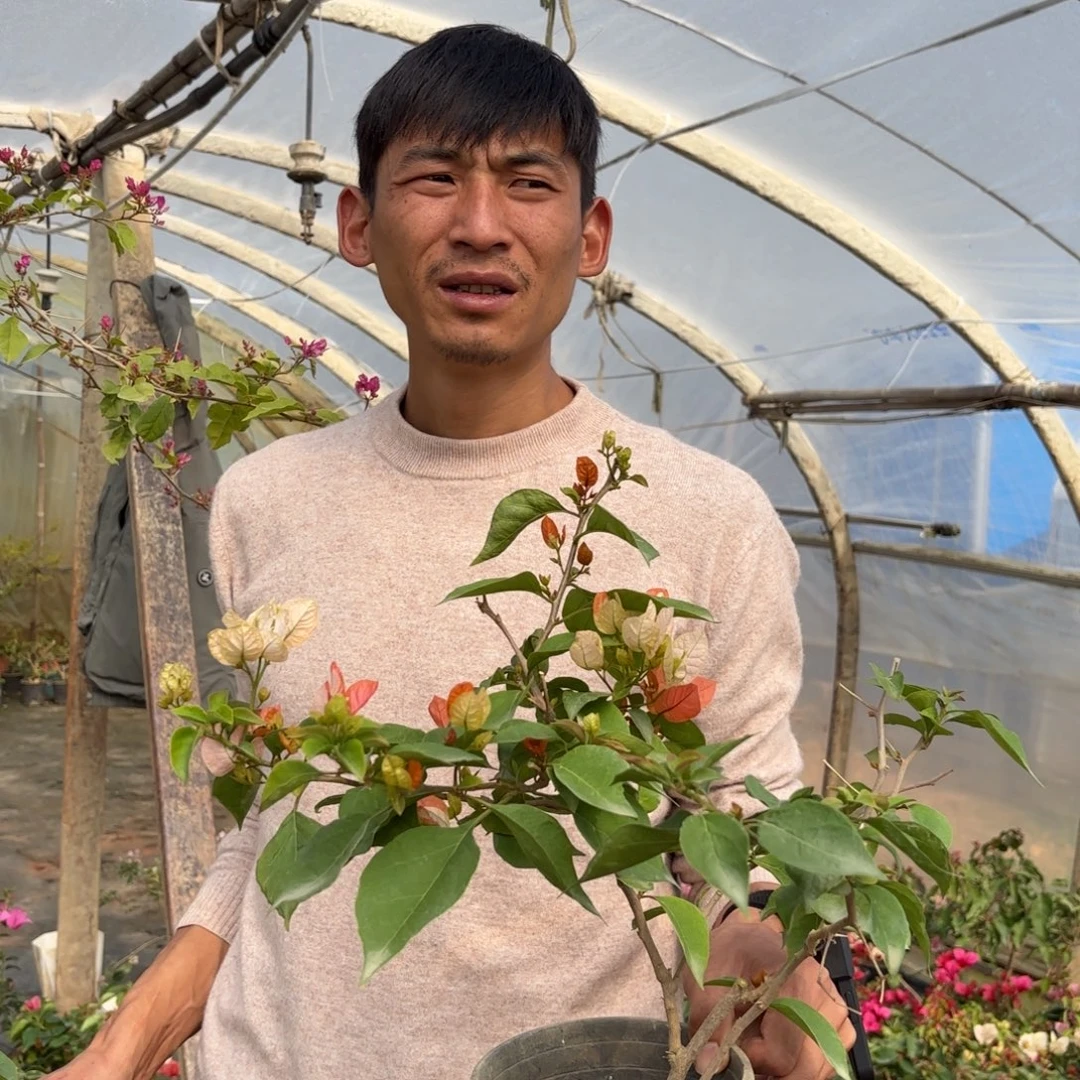 完全开放（橙口红）三角梅会落花落叶会光杆苗有大有小