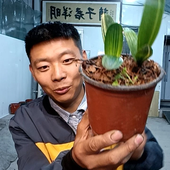 @雨蒙蒙39元。。。彩兰