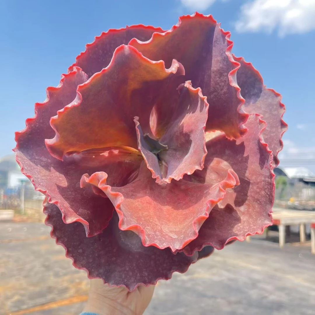 法国皇后多肉植物  好看好养