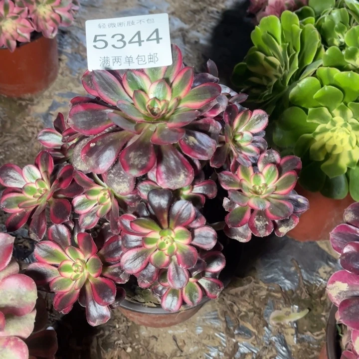 5344丽娜的的多肉的