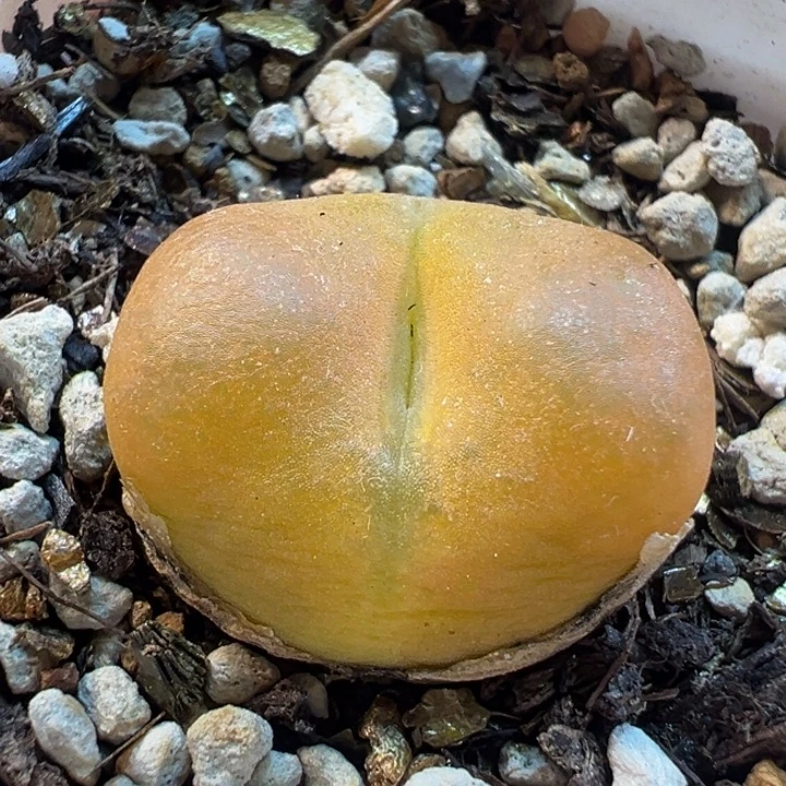 751多肉植物种类多样