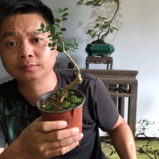 无花朵盆景盆栽植物（不包成活率）