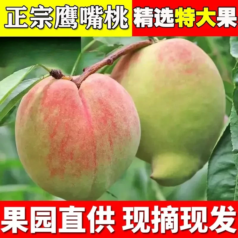 正宗鹰嘴桃当季水果新鲜应季水果脆甜多汁现摘现发桃子