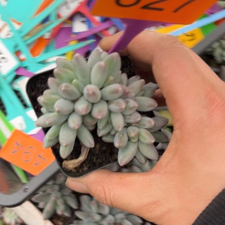 多肉植物乌拉奶327